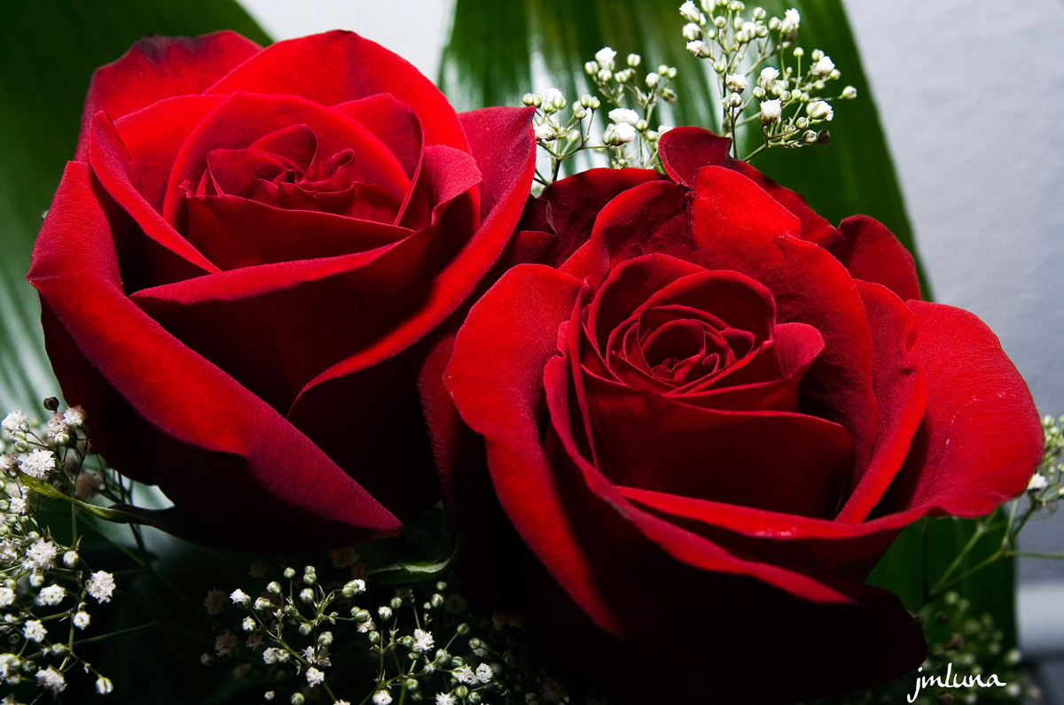 rosas-rojas