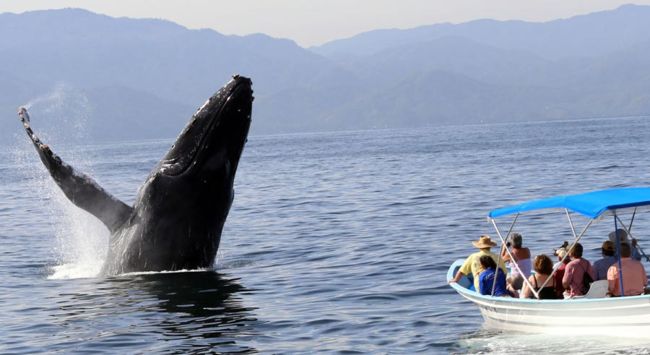 Turismo para visualizar ballenas en Costa Rica